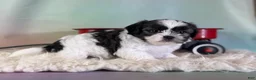 Teddy Bear dogs for sale: Flower - Ad 5