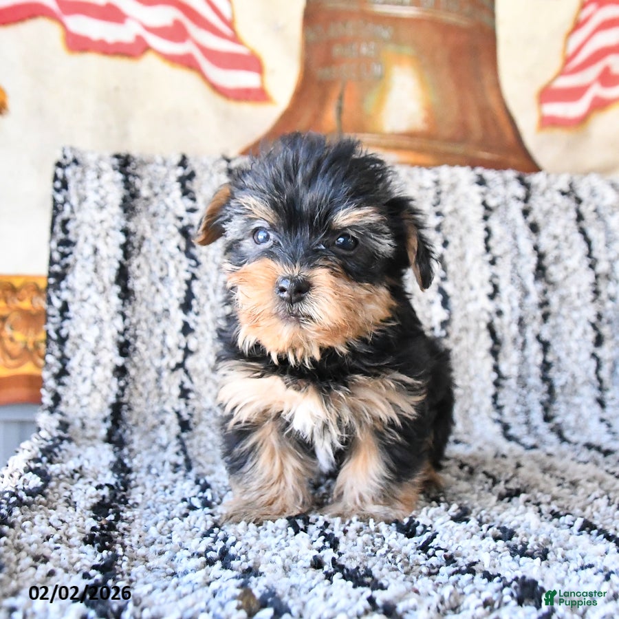 Yorkshire Terrier dogs Daisy - Ad 7