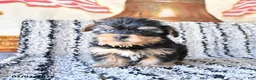 Yorkshire Terrier dogs for sale: Daisy - Ad 1
