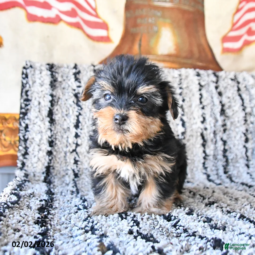 Yorkshire Terrier dogs for sale: Daisy - Ad 1