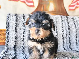 Yorkshire Terrier dogs Daisy - Ad 7