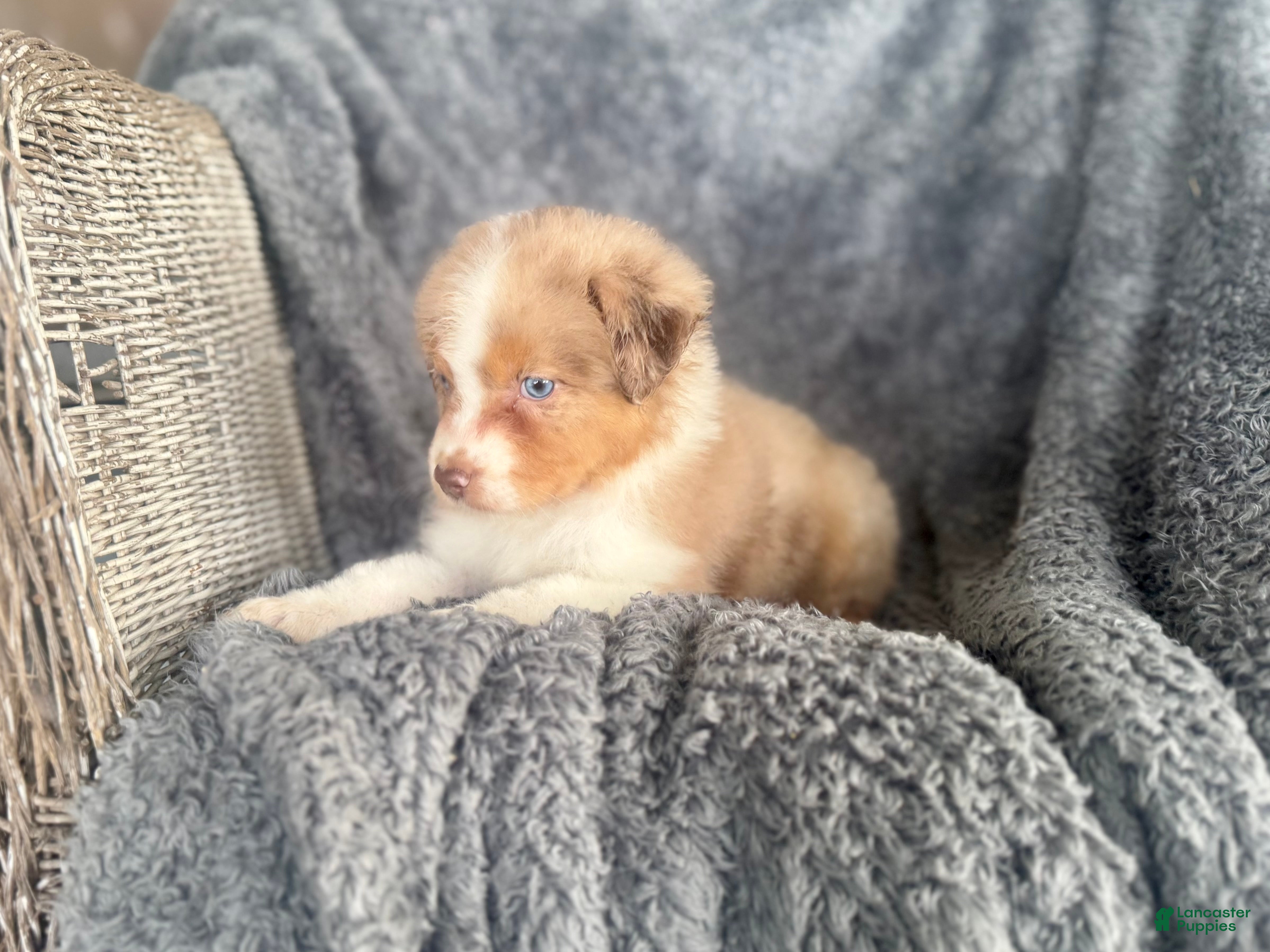 Australian Shepherd dogs Bubbles - Ad 2