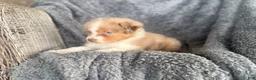 Australian Shepherd dogs for sale: Bubbles - Ad 2