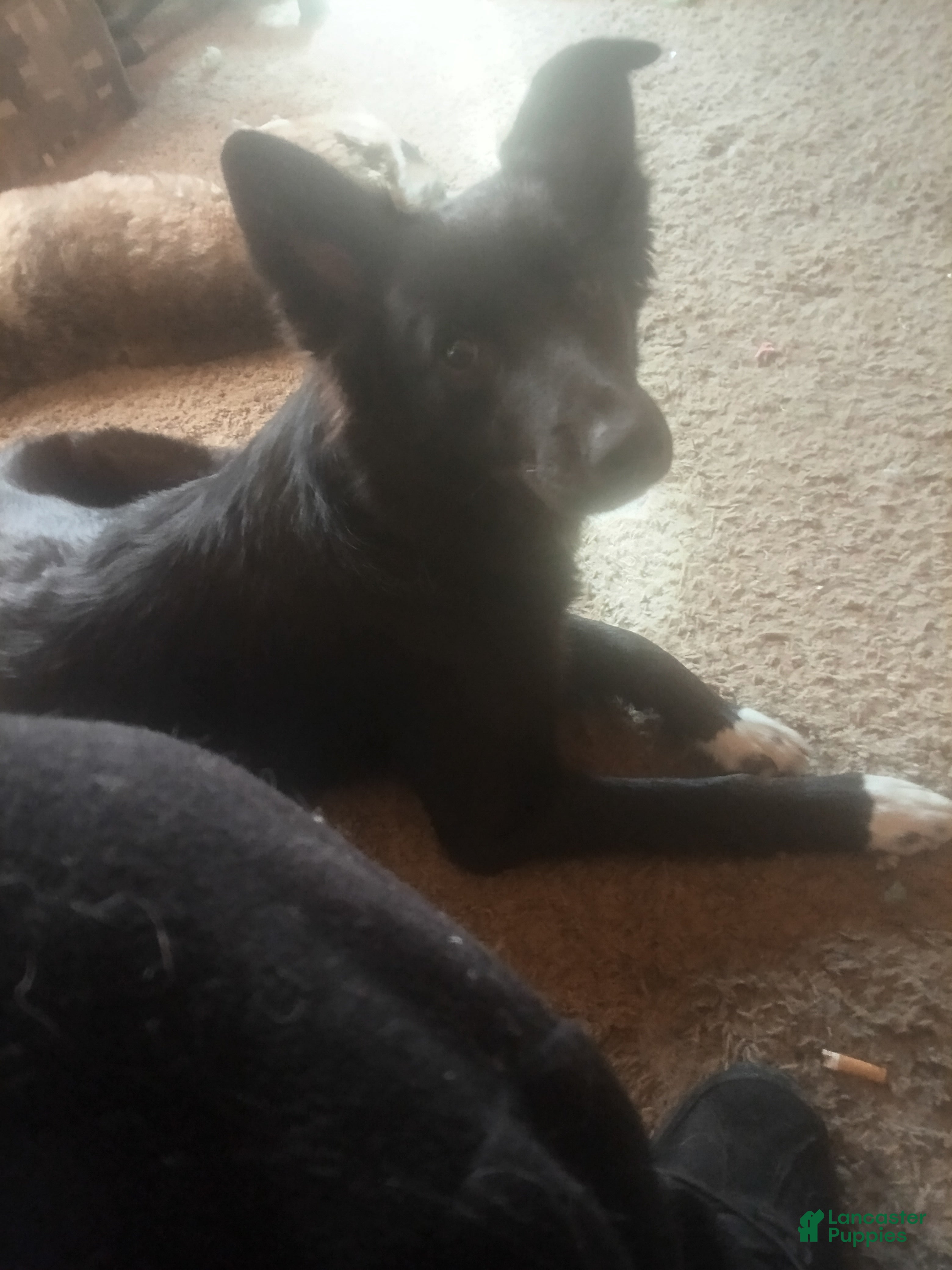 Border Collie dogs for sale: Border Collie 1 - Ad 41