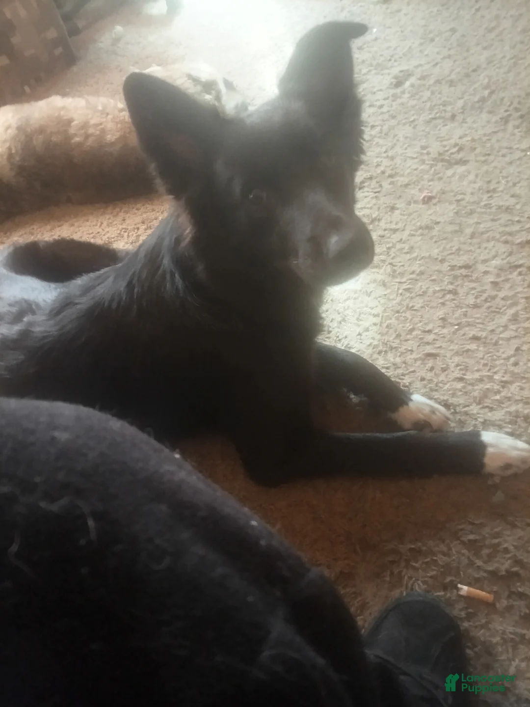 Border Collie dogs for sale: Border Collie 1 - Ad 1