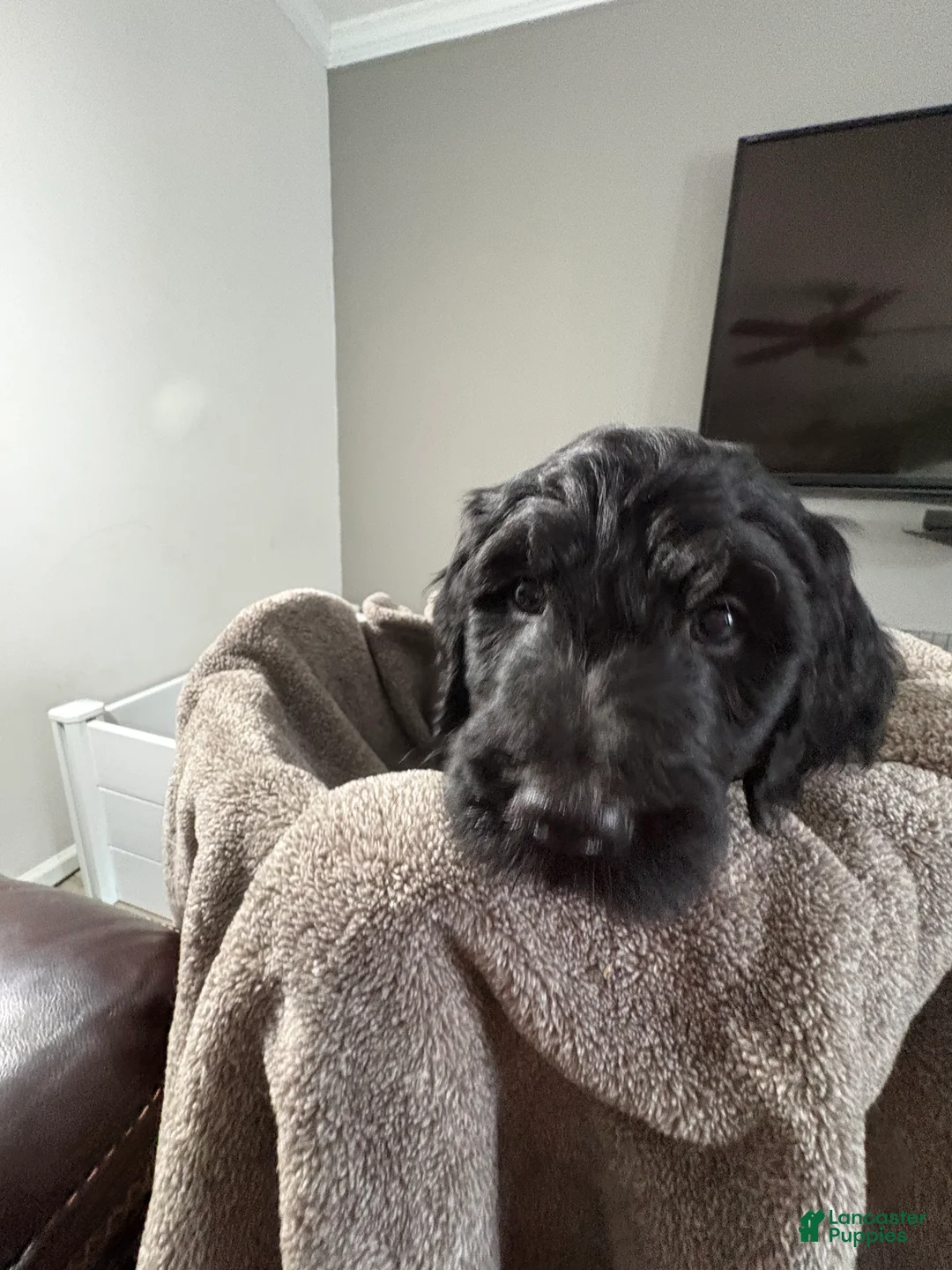 Goldendoodle dogs for sale: Goldendoodle Puppy 6 - Ad 2