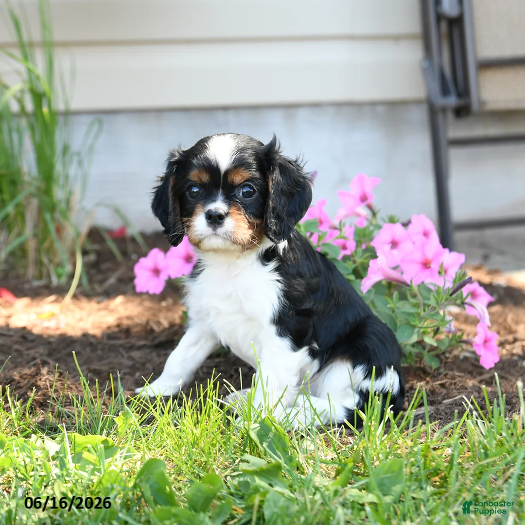 Cavalier King Charles Spaniel dogs for sale: Darcy - Ad 2