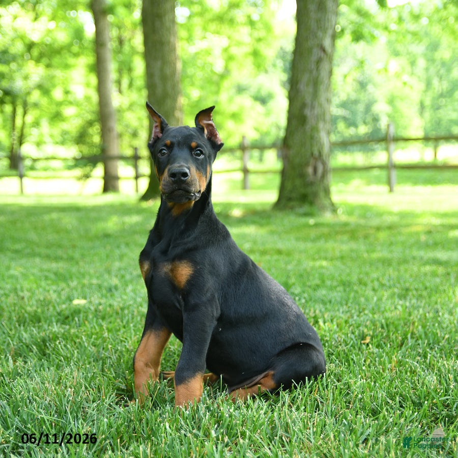 Doberman Pinscher dogs Linx - Ad 1