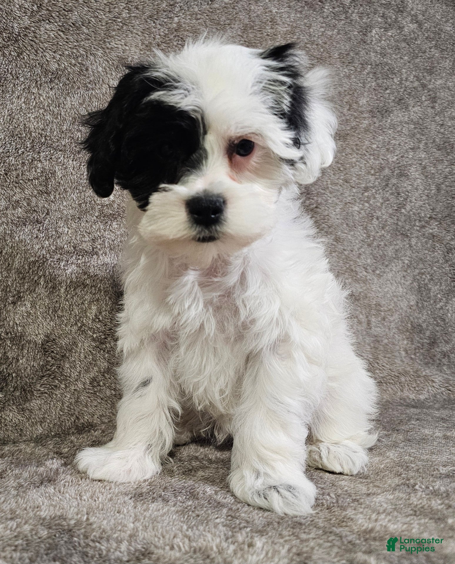 Schnoodle dogs Schnoodle Puppy 3 - Ad 1