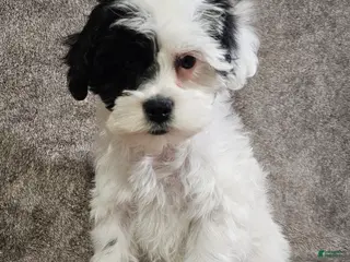 Schnoodle dogs for sale: Schnoodle Puppy 3 - Ad 1