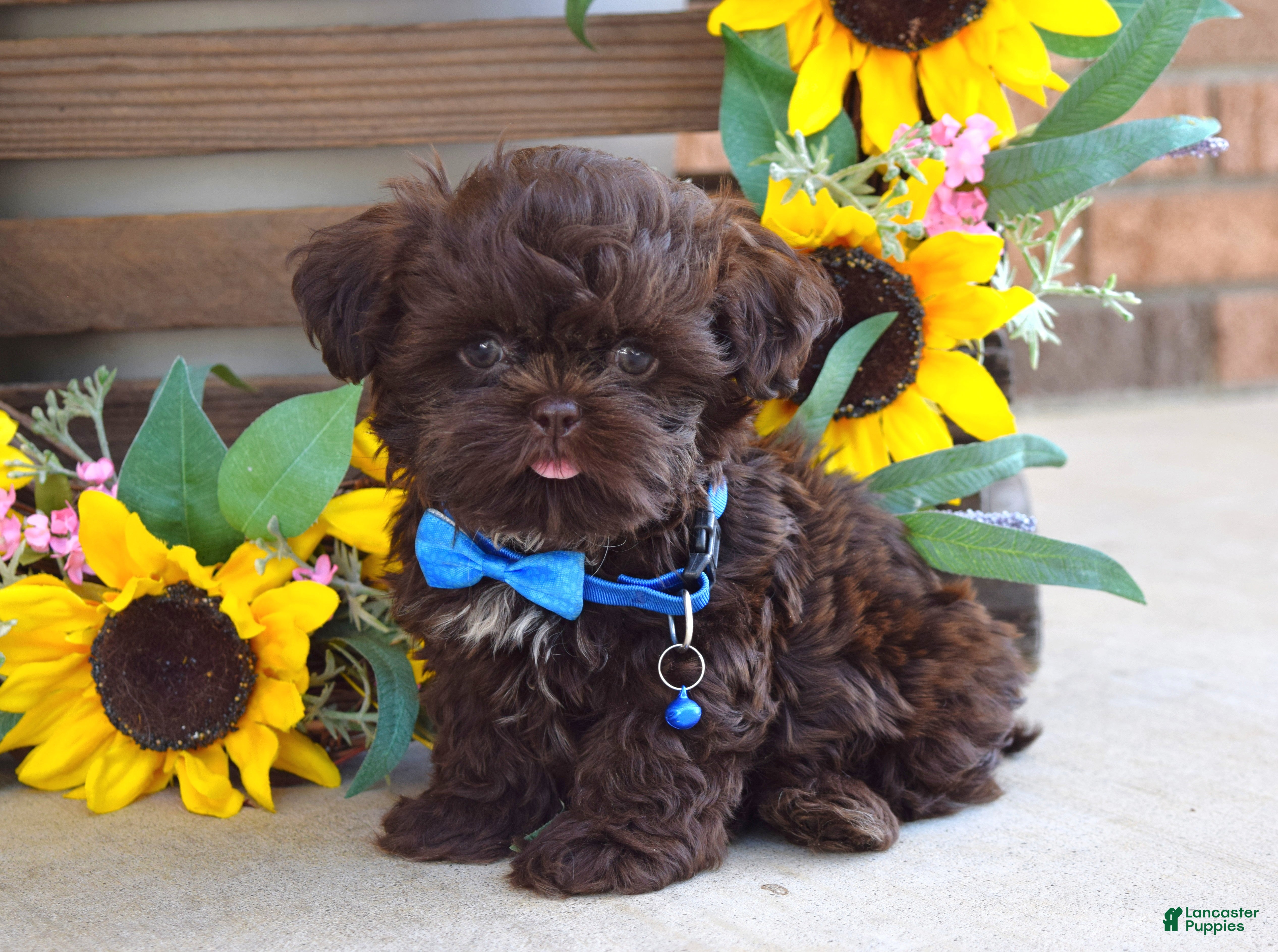 Shih Tzu dogs Rudy - Ad 1