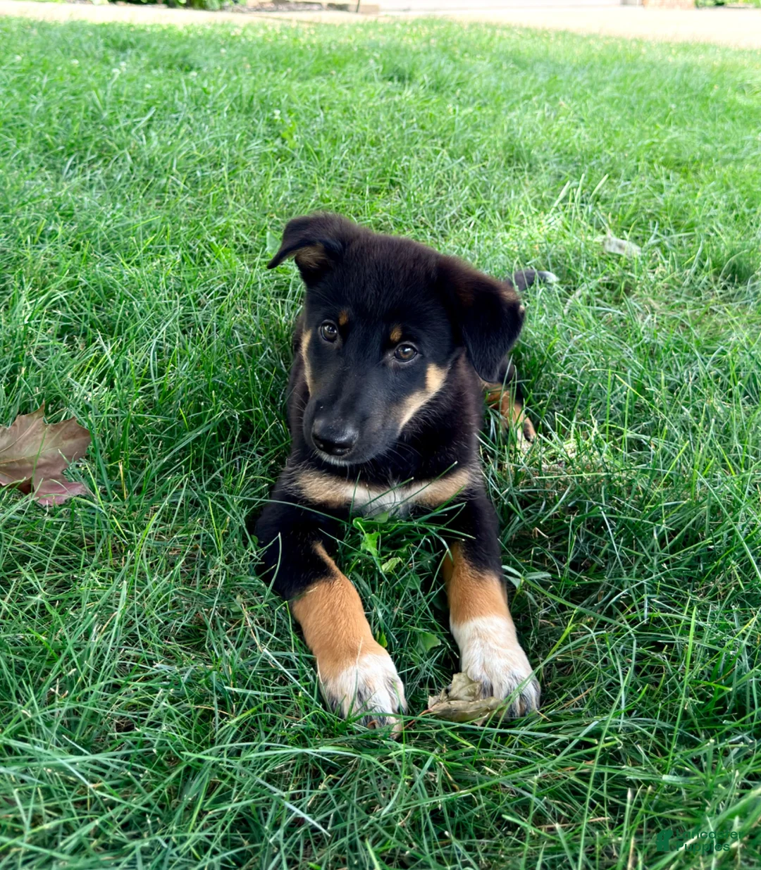 Mixed Breed dogs for sale: Thor - Ad 2