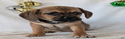 Puggle dogs for sale: Joy  - Ad 3