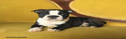 Boston Terrier dogs for sale: Skippy - Ad 4