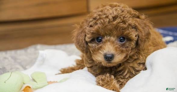 Toy Poodle dogs May - Ad 37
