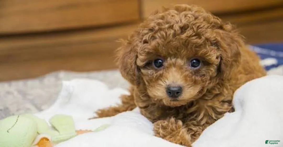 Toy Poodle dogs for sale: May - Ad 1