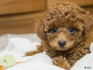 Toy Poodle dogs May - Ad 37