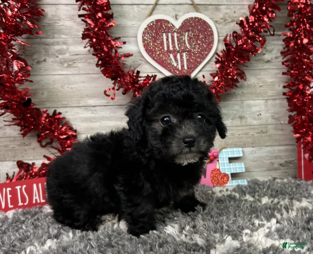 Miniature Poodle dogs for sale: Lambo - Ad 4