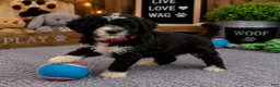 Mixed Breed dogs for sale: Male 3 - Ad 3