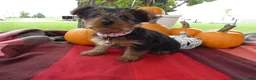 Yorkshire Terrier dogs for sale: Yorkshire Terrier 4 Marcy - Ad 3