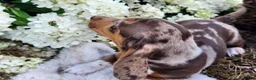 Miniature Dachshund dogs for sale: Bentley  - Ad 16