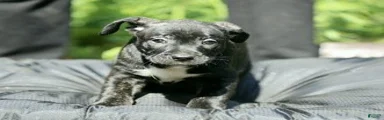 Mixed Breed 3