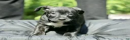 Mixed Breed dogs for sale: Mixed Breed 3 - Ad 1
