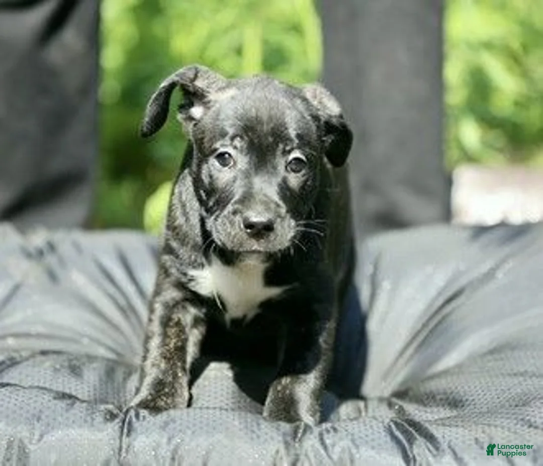 Mixed Breed dogs for sale: Mixed Breed 3 - Ad 1