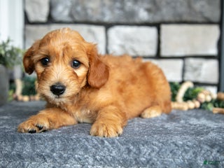 Goldendoodle dogs - Ad 34