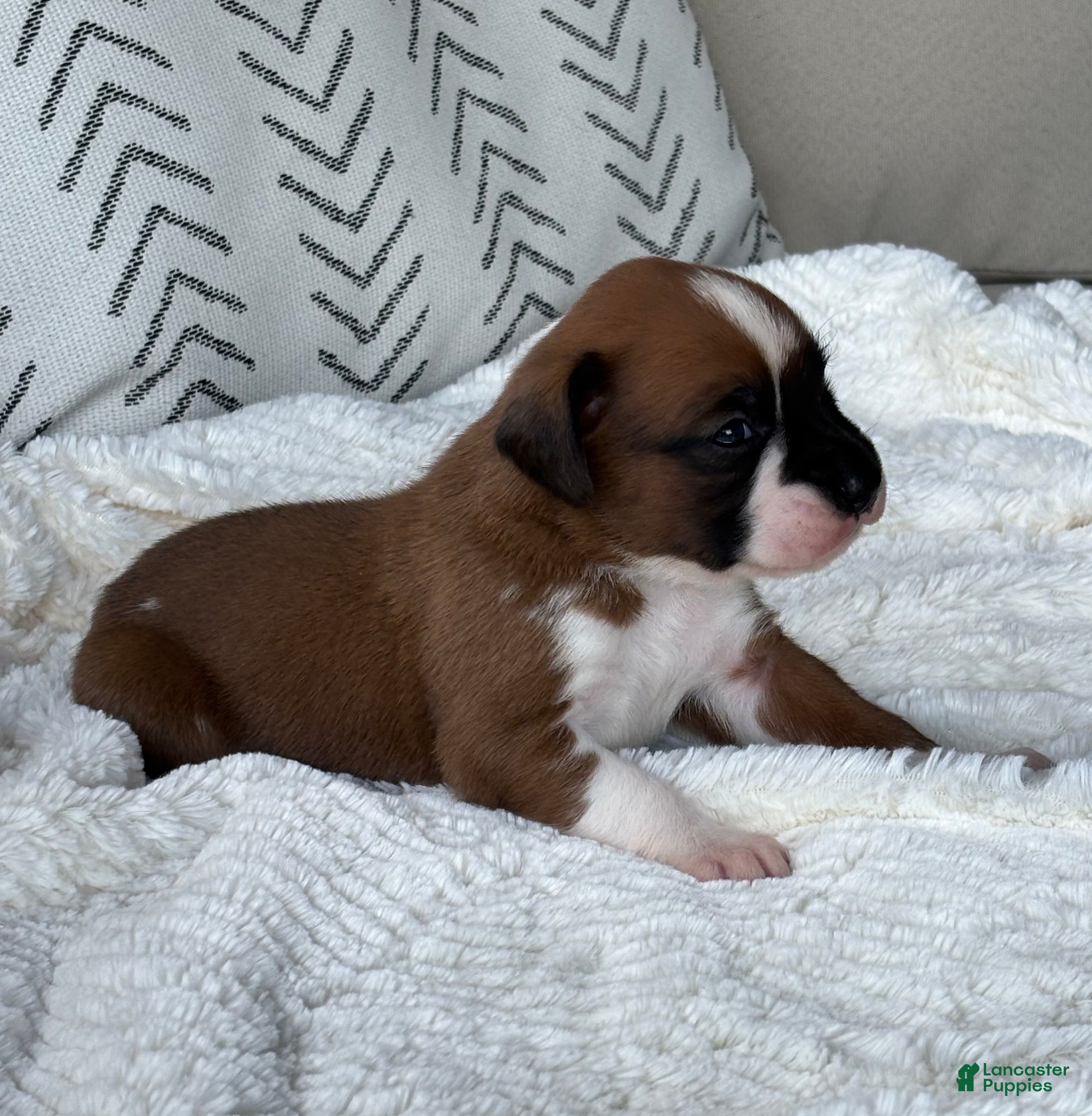Boxer dogs for sale: Snoppy - Ad 1