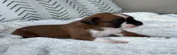 Boxer dogs for sale: Snoppy - Ad 1