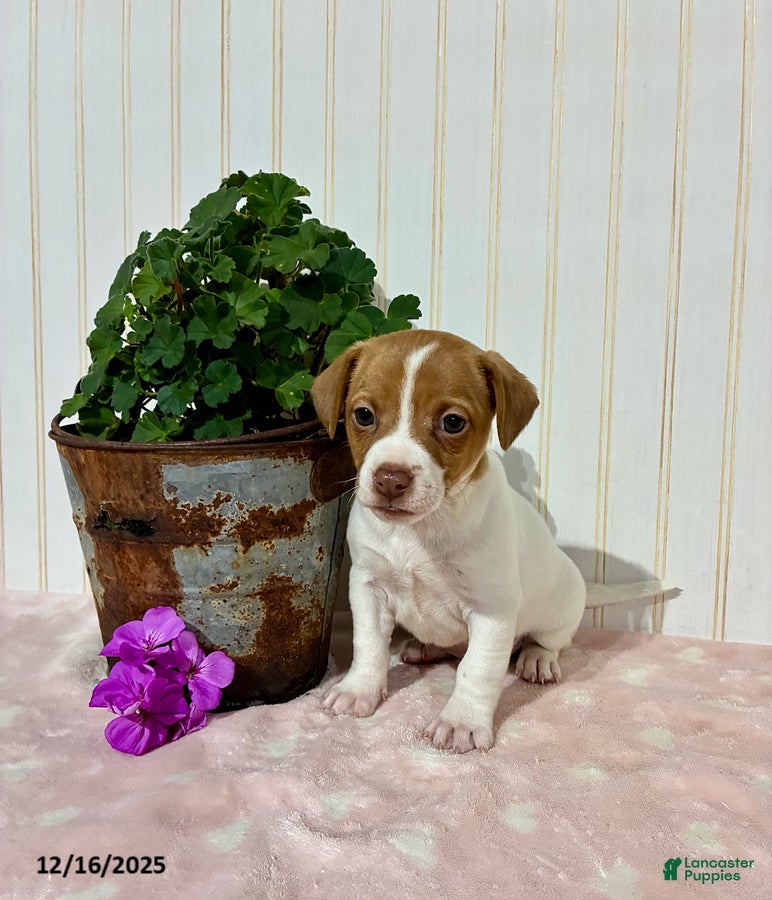 Jack Russell Terrier dogs Pearl - Ad 3