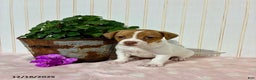 Jack Russell Terrier dogs for sale: Pearl - Ad 1