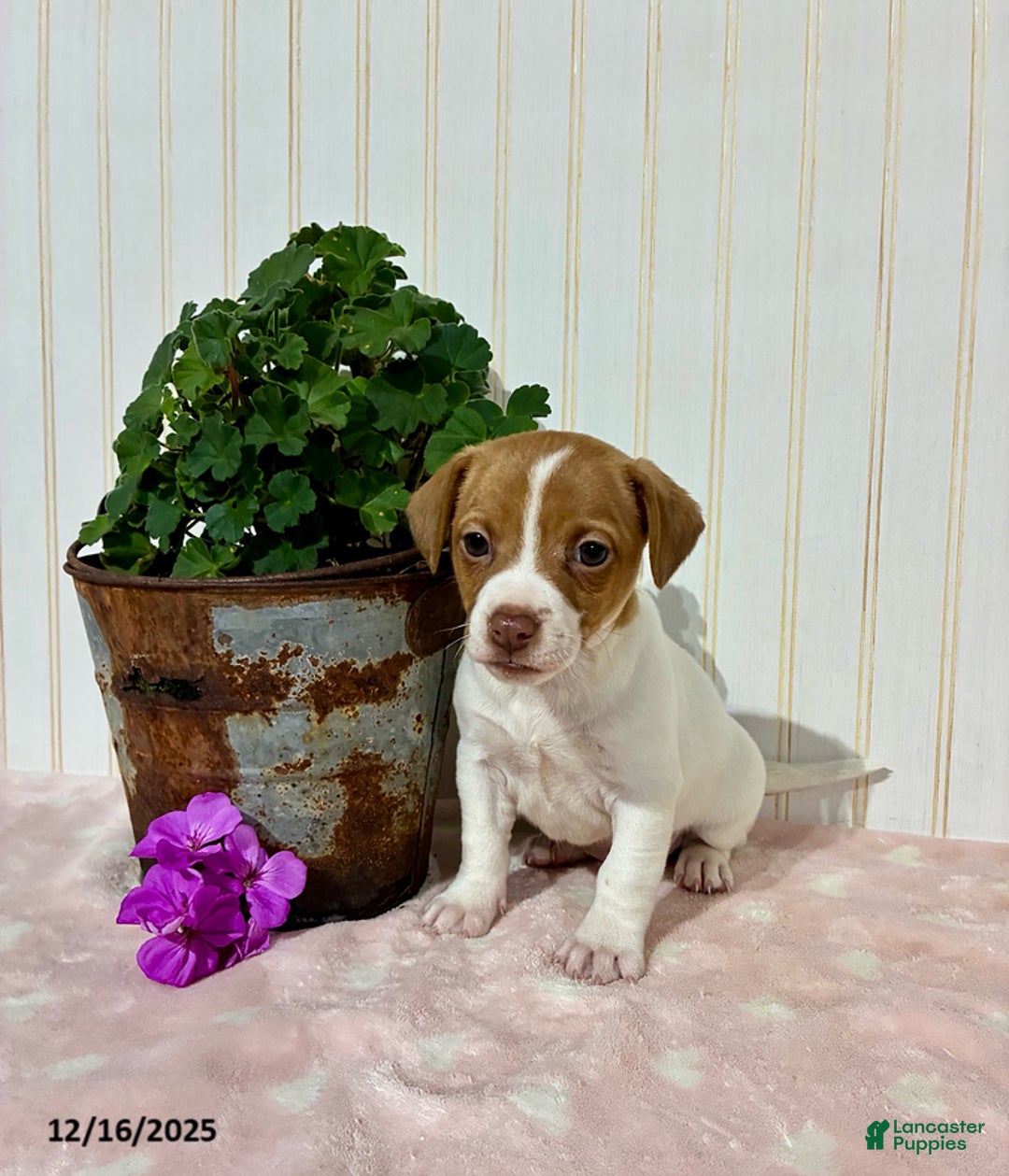 Jack Russell Terrier dogs for sale: Pearl - Ad 1