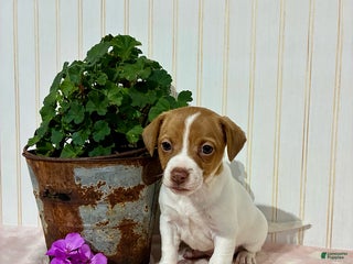 Jack Russell Terrier dogs Pearl - Ad 2
