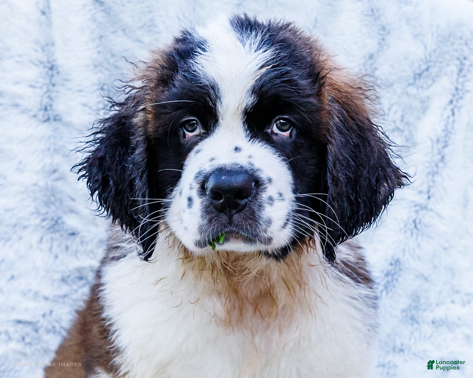 Saint Bernard dogs Cody - Ad 2