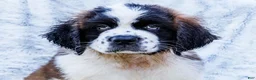 Saint Bernard dogs for sale: Cody - Ad 2