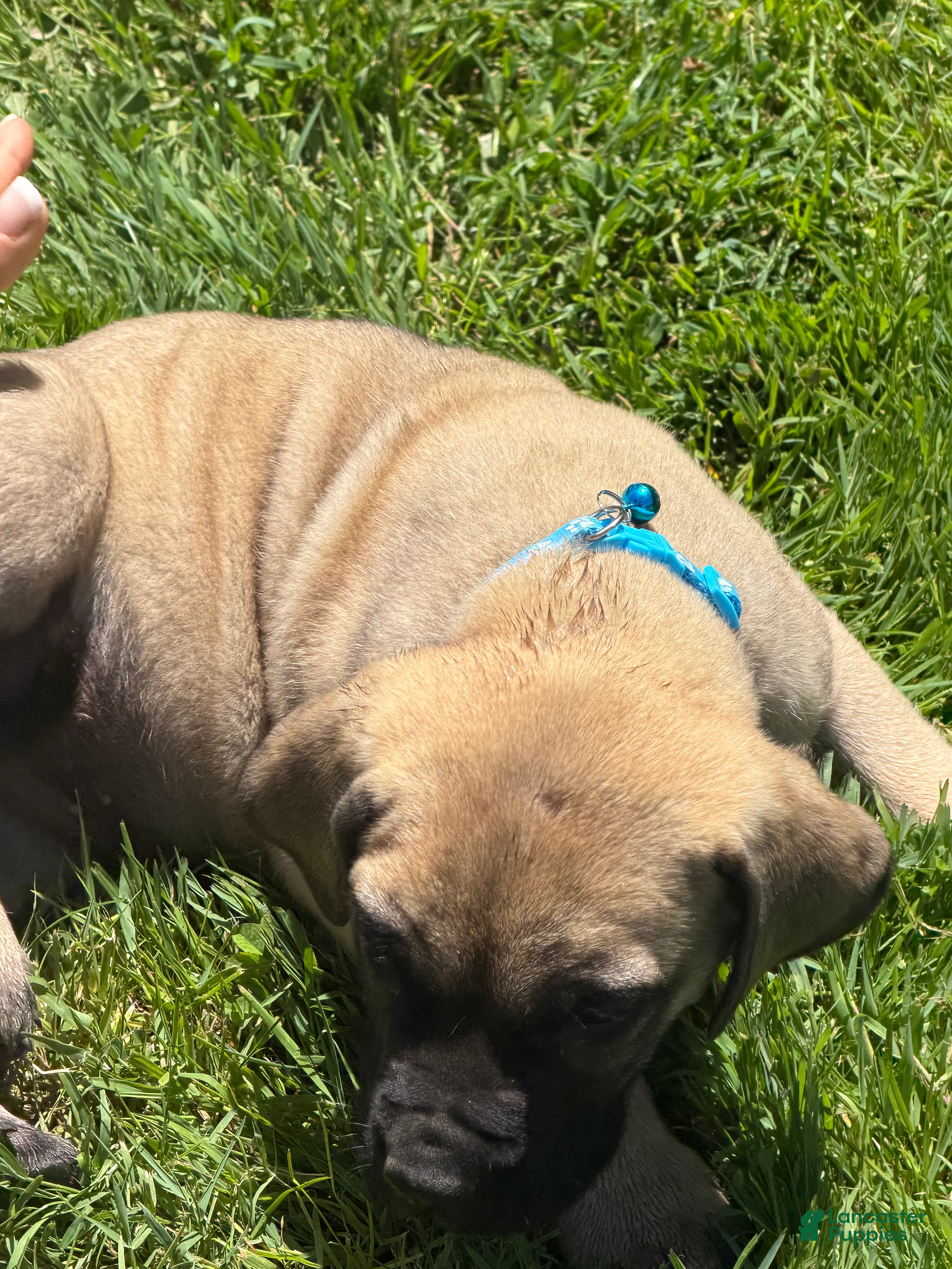 English Mastiff dogs Puppy 1 - Ad 2