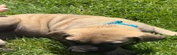 English Mastiff dogs for sale: Puppy 1 - Ad 2