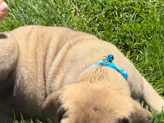 English Mastiff dogs for sale: Puppy 1 - Ad 1