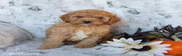 Cavapoo dogs for sale: Percy - Ad 4