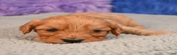 Cavapoo dogs for sale: Cavapoo 4 - Ad 9