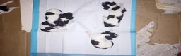 Standard Poodle dogs for sale: Standard Parti Poodle 1 - Ad 3