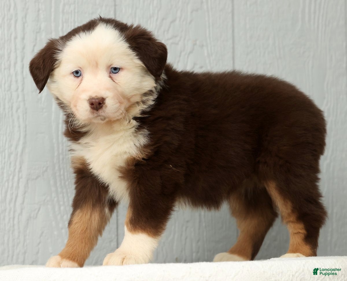 Australian Shepherd dogs Elisa - Ad 2