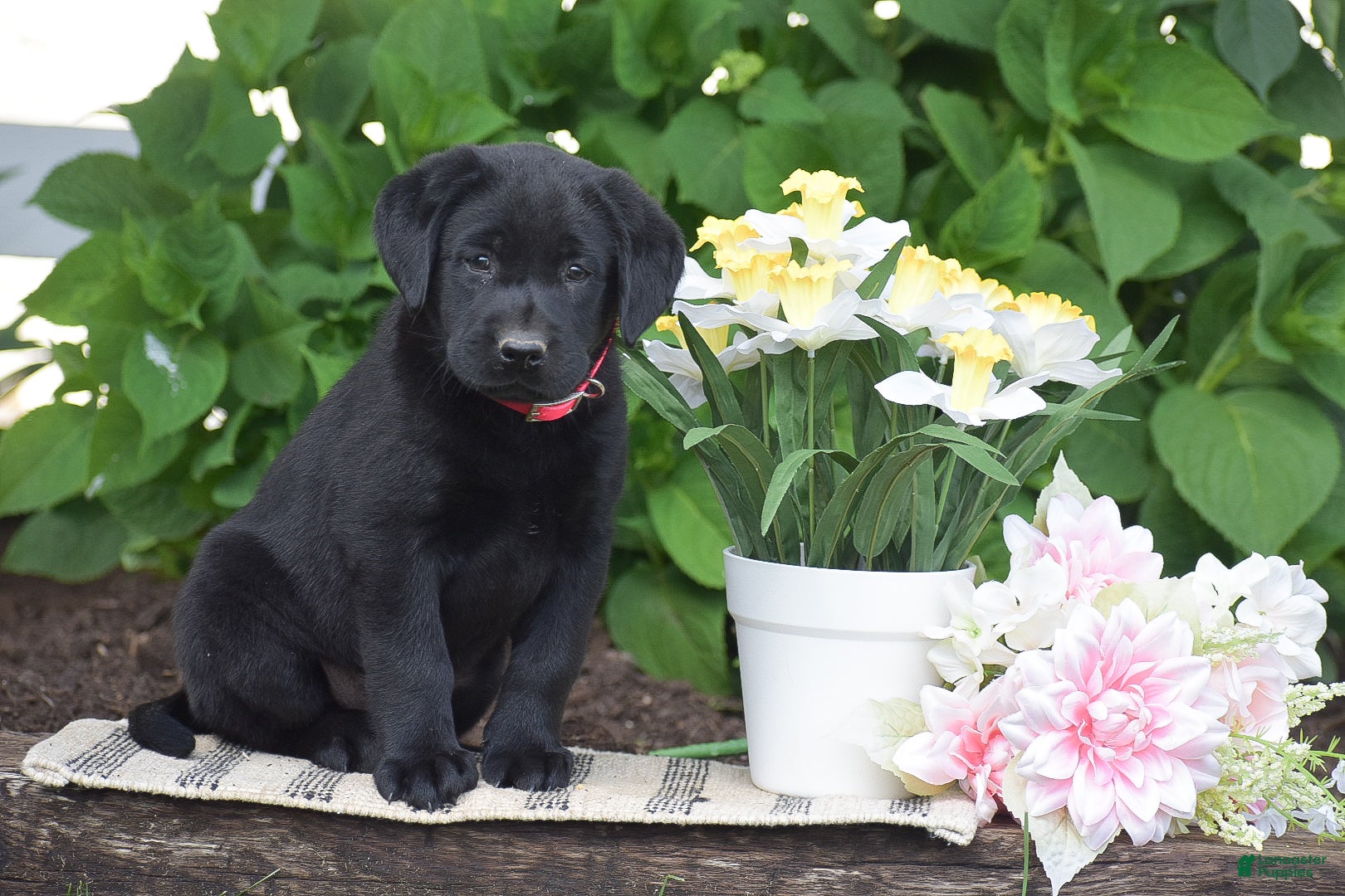 Labrador Retriever dogs for sale: Melissa - Ad 5