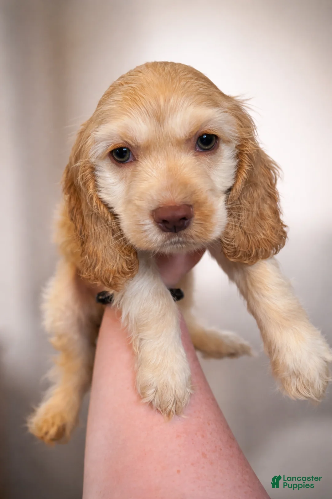 Cocker Spaniel dogs for sale: Macy - Ad 1