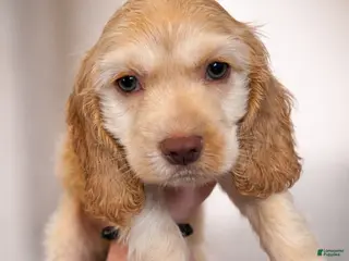 Cocker Spaniel dogs Macy - Ad 36