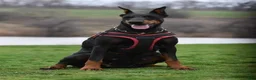 Doberman Pinscher dogs for sale: Star - Ad 4