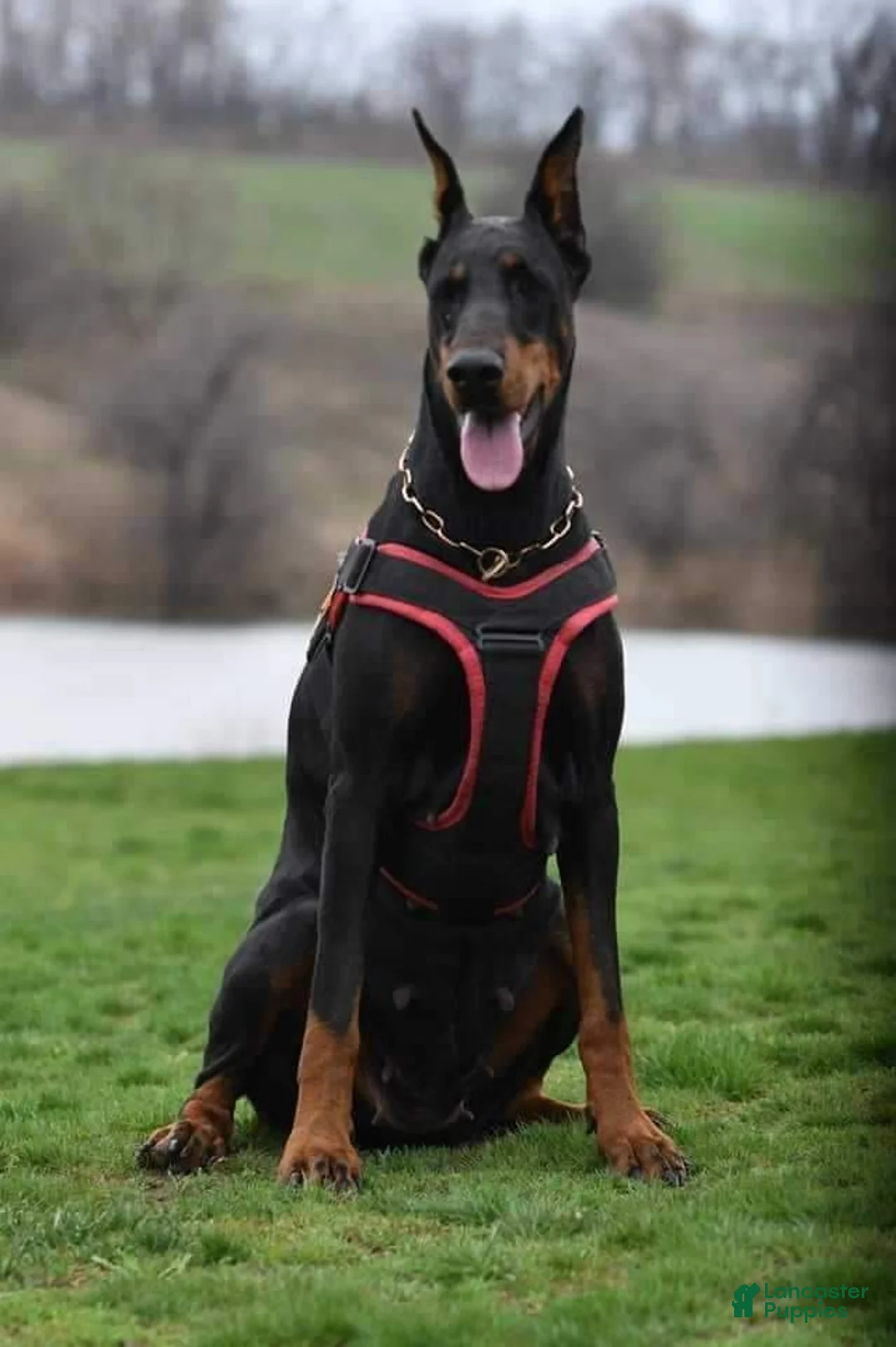 Doberman Pinscher dogs for sale: Star - Ad 4
