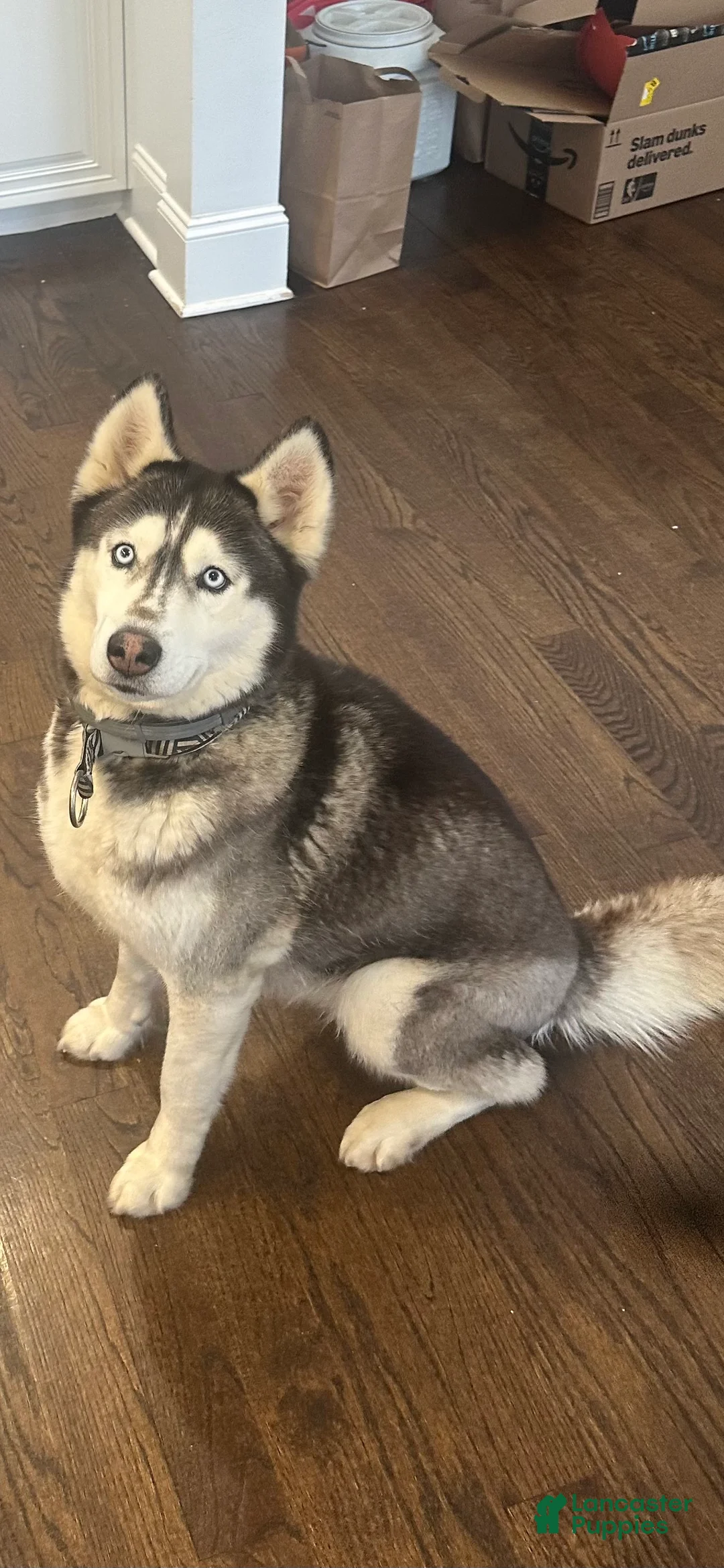 Siberian Husky dogs for sale: Just 5 year Old Adult for Sale - Ad 5